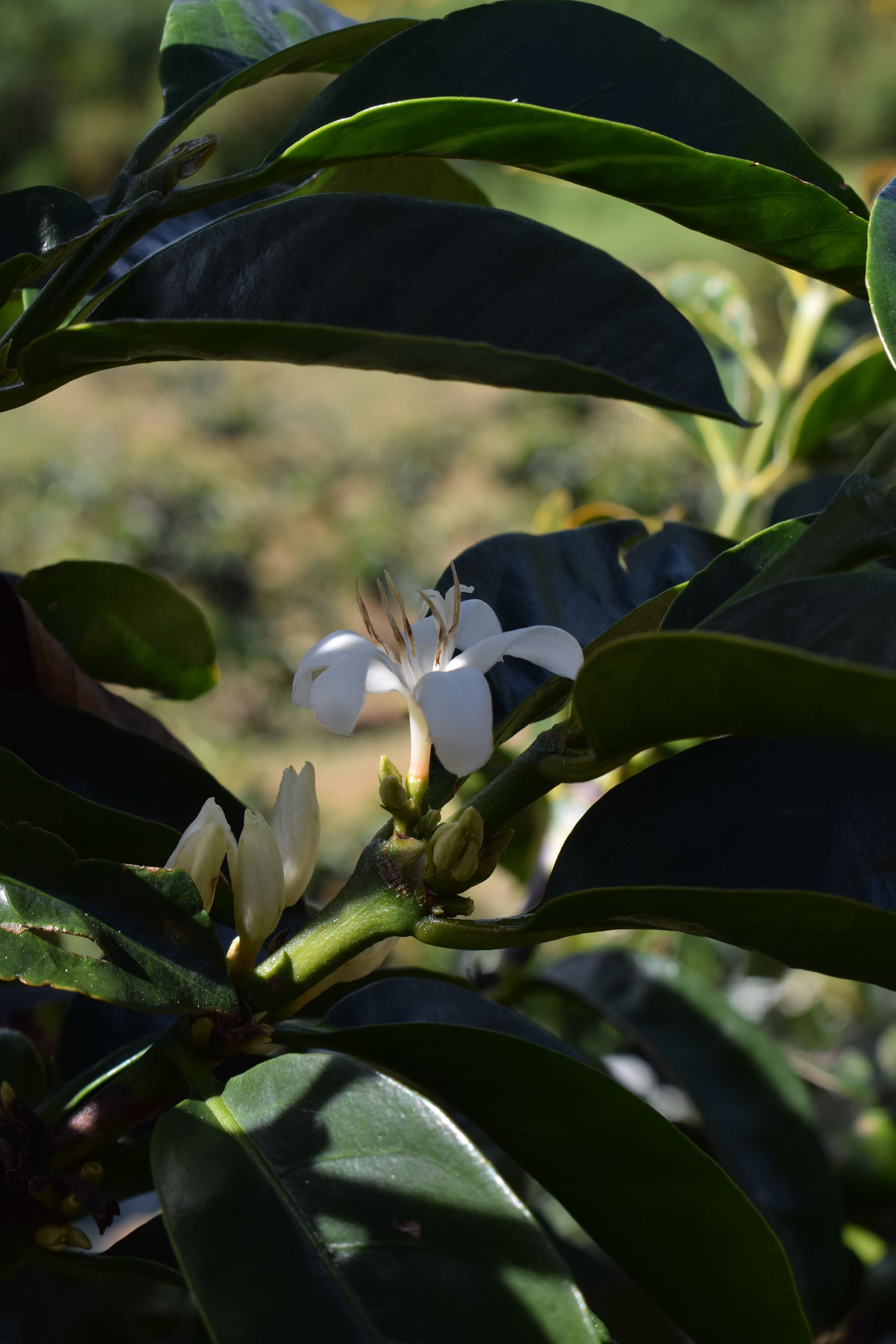 Flor del cafeto